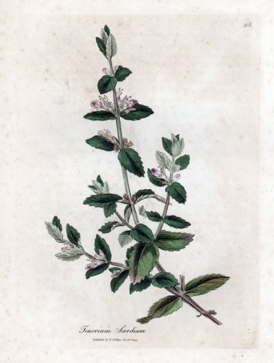 Scordio acquatico - Teucrium scordium. Incisione a mano colorata da un