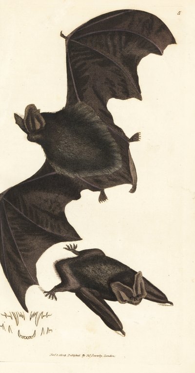 Pipistrello barbastello occidentale, Barbastella barbastellus barbastellus. Incisione a mano colorata a rame di James Sowerby da The British Miscellany, o Figure colorate di soggetti animali nuovi, rari o poco conosciuti da James Sowerby