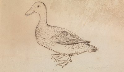 Anatra Fischiante dal Viso Bianco da James Sowerby