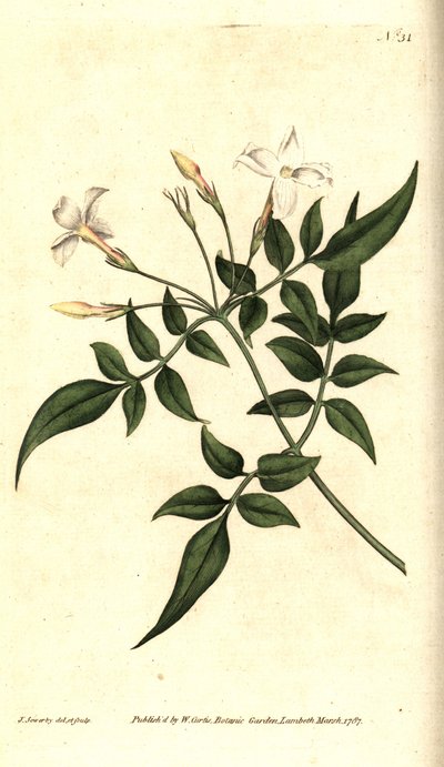 Gelsomino bianco (o Gelsomino officinale) da James Sowerby