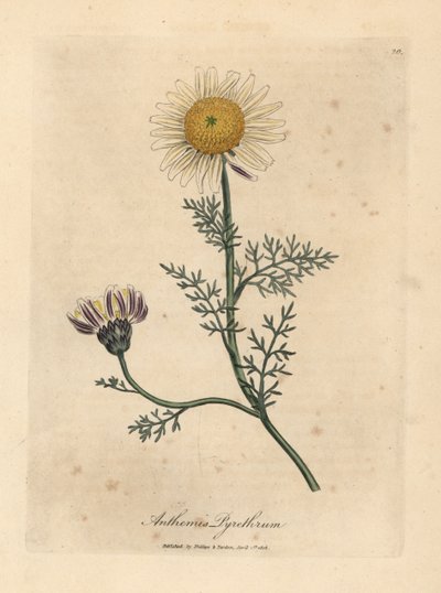 Camomilla spagnola bianca e gialla, Anthemis pyrethrum da James Sowerby