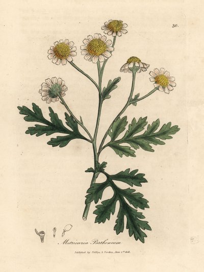 Partenio a fiori bianchi e gialli Matricaria parthenium da James Sowerby