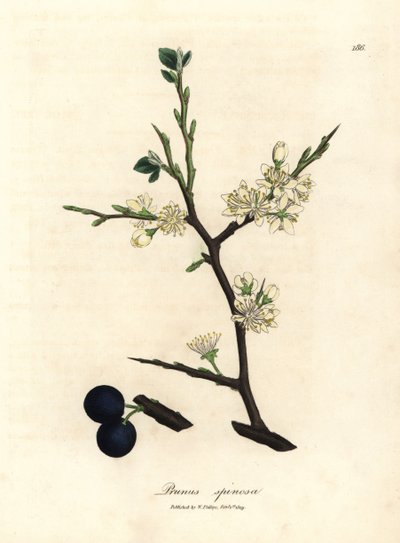 Fiori bianchi e bacche blu del prugnolo Prunus spinosa da James Sowerby