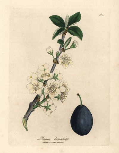 Fiori bianchi e frutti del prugno o susino, Prunus domestica da James Sowerby