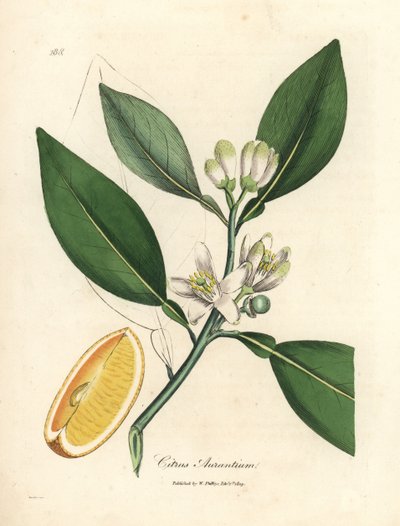 Fiore bianco e segmento di frutto maturo dell