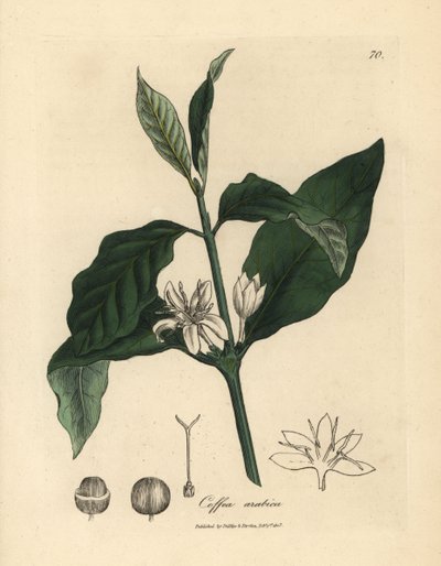 Fiore bianco, foglie e fagiolo della pianta del caffè, Coffea arabica da James Sowerby