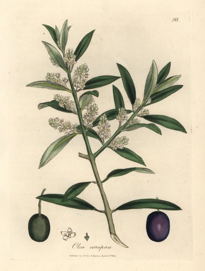 Olivo europeo a fiori bianchi con frutti, Olea europaea da James Sowerby