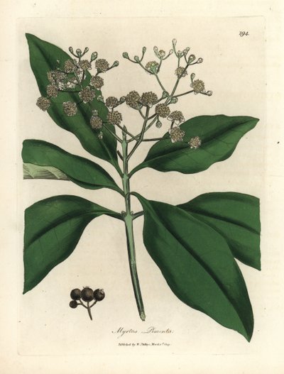 Albero di pimento a fiori bianchi, Myrtus pimenta da James Sowerby