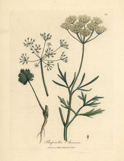 Anice a fiori bianchi, Pimpinella anisum da James Sowerby