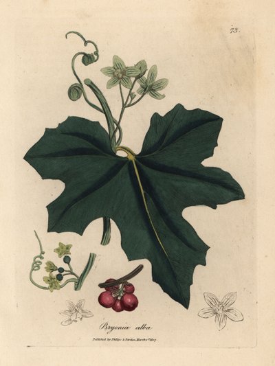 Bryonia alba a fiori bianchi da James Sowerby