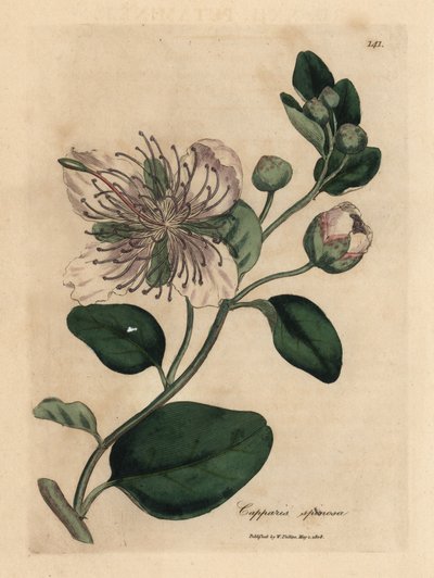 Cappero a fiori bianchi, Capparis spinosa da James Sowerby