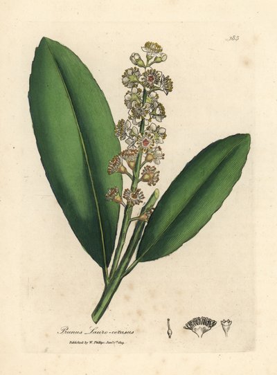 Alloro di ciliegio a fiori bianchi, Prunus laurocerasus da James Sowerby