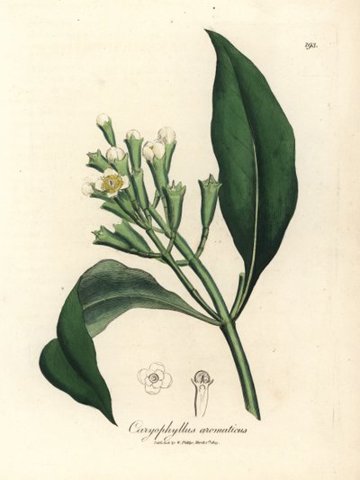 Albero di spezie di chiodi di garofano a fiori bianchi, Caryophyllus aromaticus da James Sowerby