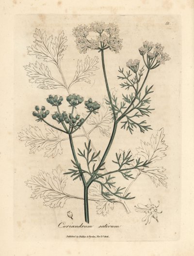 Coriandolo a fiori bianchi, Coriandrum sativum da James Sowerby