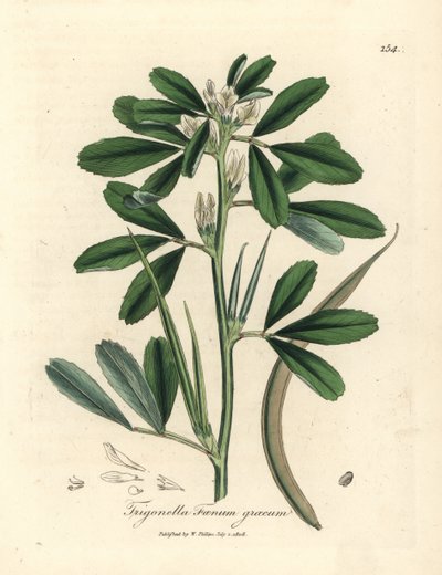 Fieno greco a fiori bianchi con baccello Trigonella foenum graecum da James Sowerby