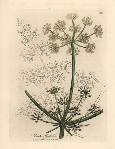 Finocchio gigante a fiori bianchi o assafetida, Ferula assafoetida da James Sowerby