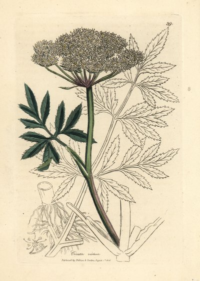 Cicuta virosa a fiori bianchi da James Sowerby