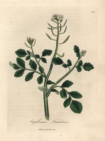 Crescione a fiori bianchi, Sisymbrium nasturtium da James Sowerby