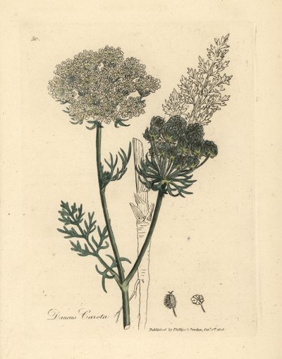 Carota selvatica a fiori bianchi, Daucus carota da James Sowerby