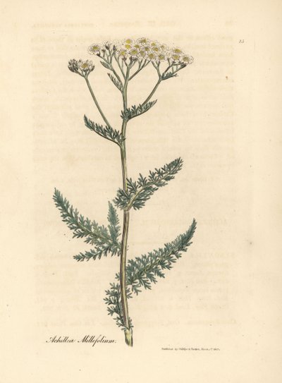 Achillea millefoglie a fiori bianchi, Achillea millefolium da James Sowerby