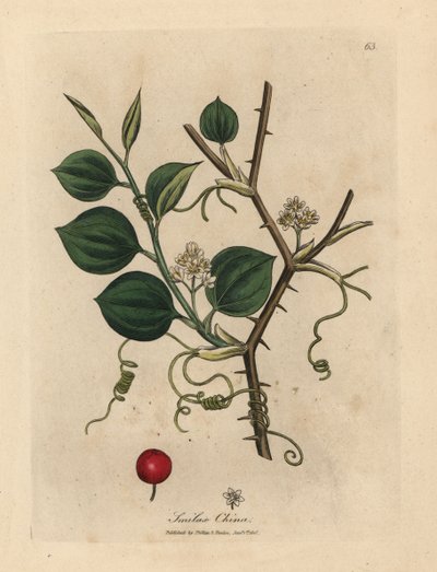 Fiori bianchi, viticci e bacche rosse di smilace cinese da James Sowerby