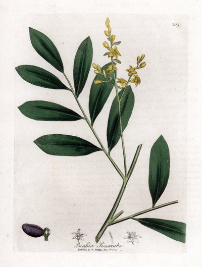 Mogano bianco o marupa - Simaruba, Simarouba amara da James Sowerby