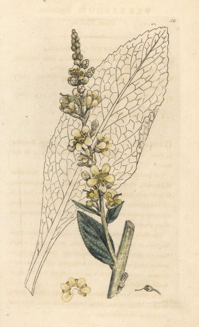 Verbasco bianco, Verbasum lychnitis. Incisione a mano colorata da un