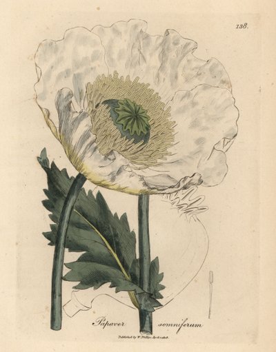 Papavero bianco, Papaver somniferum da James Sowerby