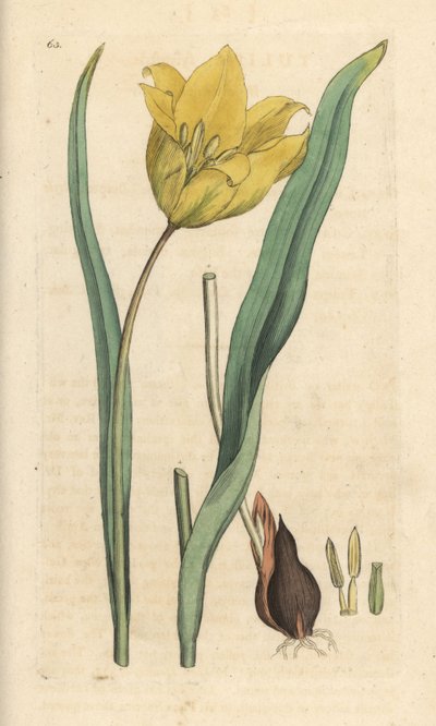 Tulipa sylvestris. Incisione a mano colorata su rame da un