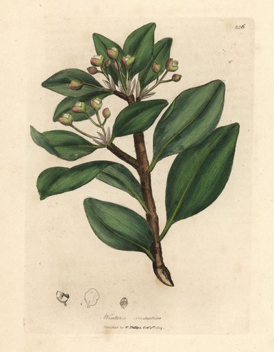 Albero della corteccia di Winter, Wintera aromatica, Drimys winteri da James Sowerby