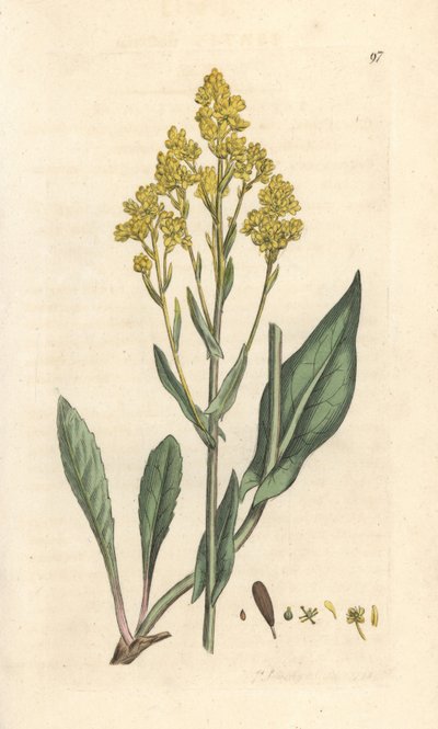 Guado, Isatis tinctoria. Incisione a mano colorata su rame dopo un