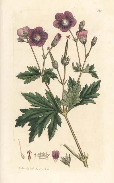 Geranio dei boschi, Geranium sylvaticum da James Sowerby