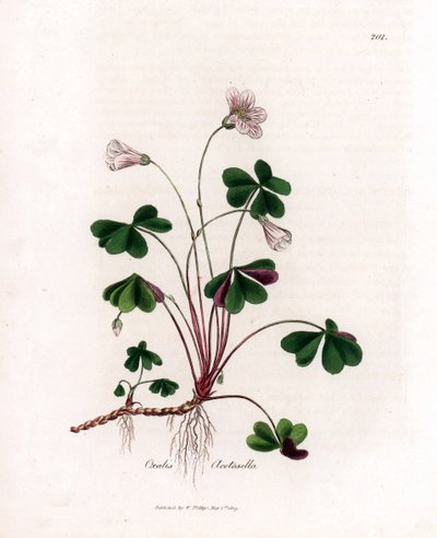 Acetosella dei boschi - Oxalis acetosella. Incisione a mano colorata su rame da un