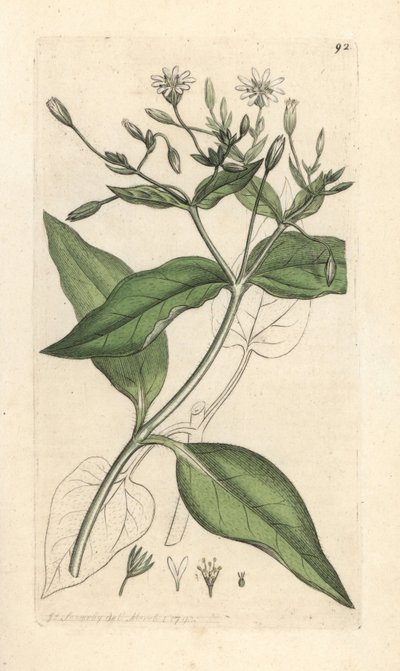 Stellaria nemorum da James Sowerby