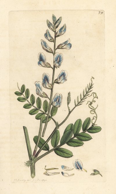 Veccia dei boschi, Vicia sylvatica da James Sowerby