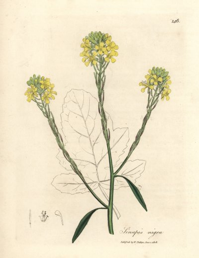 Senape nera a fiori gialli, Sinapis nigra da James Sowerby