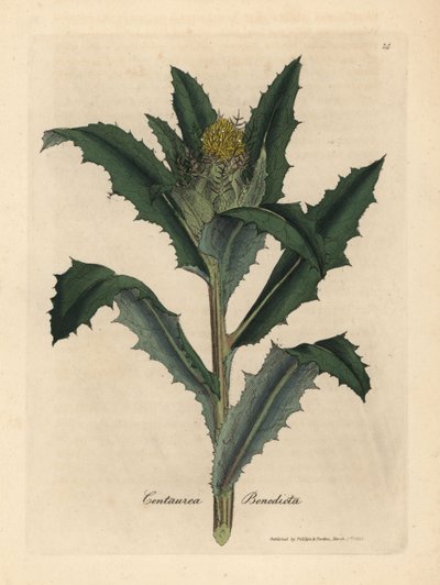 Cardo benedetto a fiori gialli, Centaurea benedicta da James Sowerby