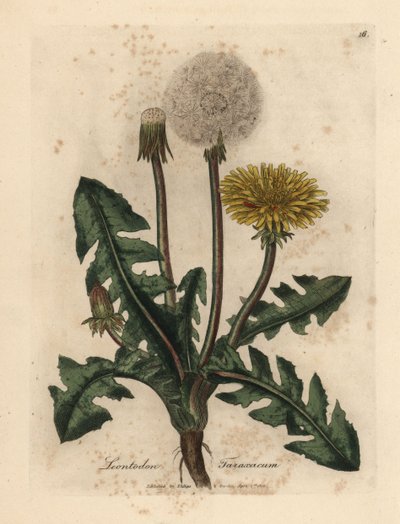 Tarassaco comune a fiori gialli, Leontodon taraxacum da James Sowerby