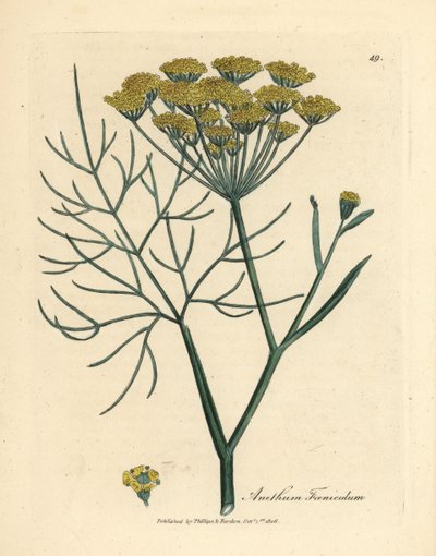Finocchio a fiori gialli, Anethum foeniculum da James Sowerby
