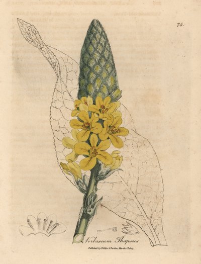 Verbascum a fiori gialli, Verbascum thapsus da James Sowerby