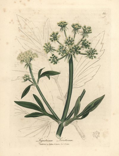 Levistico a fiori gialli, Ligusticum levisticum da James Sowerby