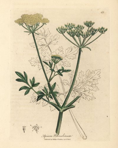 Prezzemolo a fiori gialli Apium petroselinum da James Sowerby