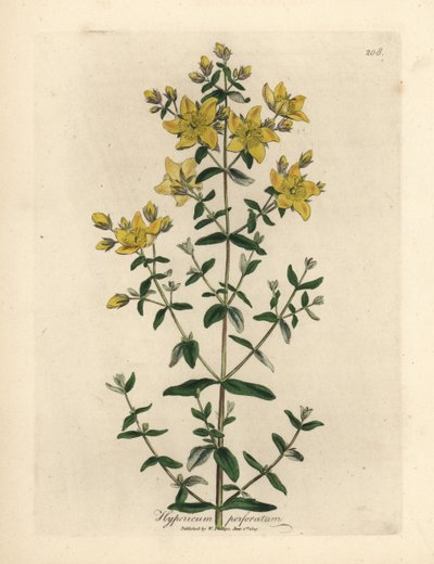 Iperico perforato a fiori gialli, Hypericum perforatum da James Sowerby
