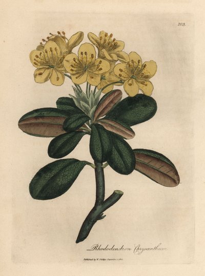 Rododendro a fiori gialli, Rhododendron chrysanthemum da James Sowerby