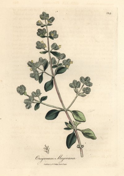 Maggiorana a fiori gialli Origanum majorana da James Sowerby