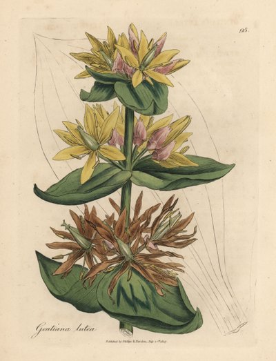 Genziana gialla, Gentiana lutea da James Sowerby