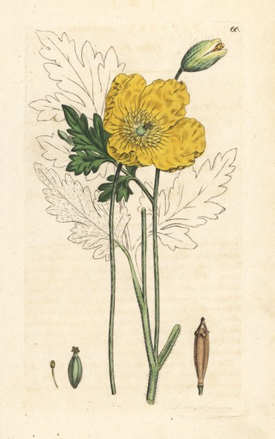 Papaver cambricum da James Sowerby