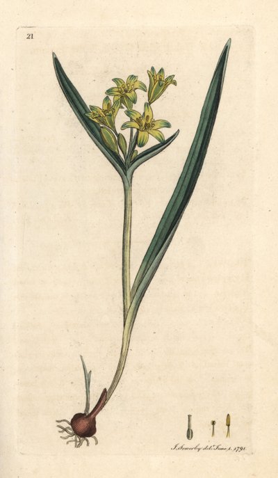 Gagea lutea da James Sowerby