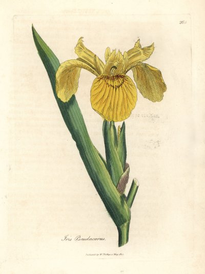 Giaggiolo giallo, Iris pseudocorus da James Sowerby