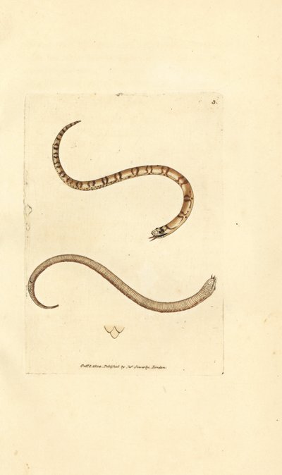 Giovane serpente liscio, Coronella austriaca da James Sowerby